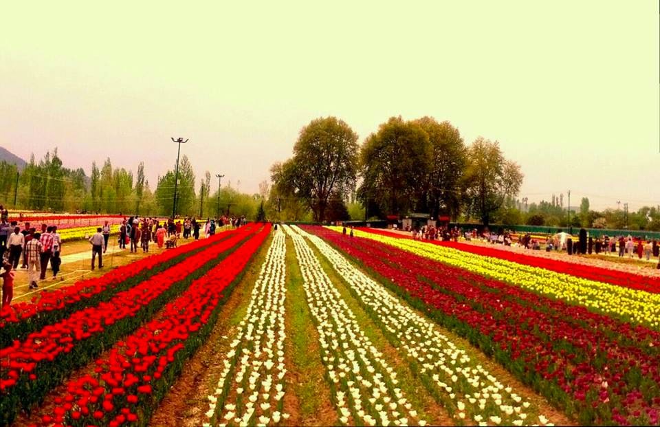 Tulip Bloom
